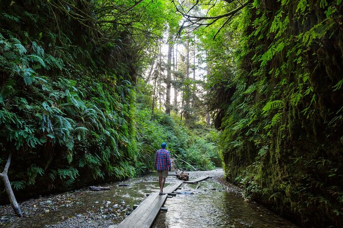 Redwood National Park Self-Guided Audio Tour - The Grove of Titans: the elevated walkway that protects the habitat