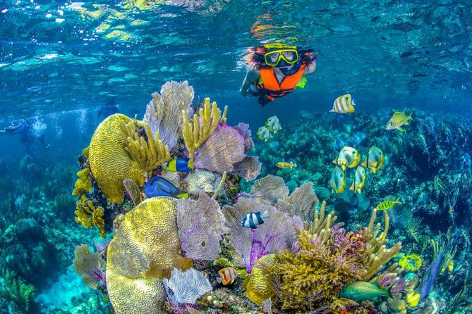 Reef Snorkel In National Park In Puerto Morelos With Lunch And Transportation - Puerto Morelos National Reef Park: what makes this snorkeling special