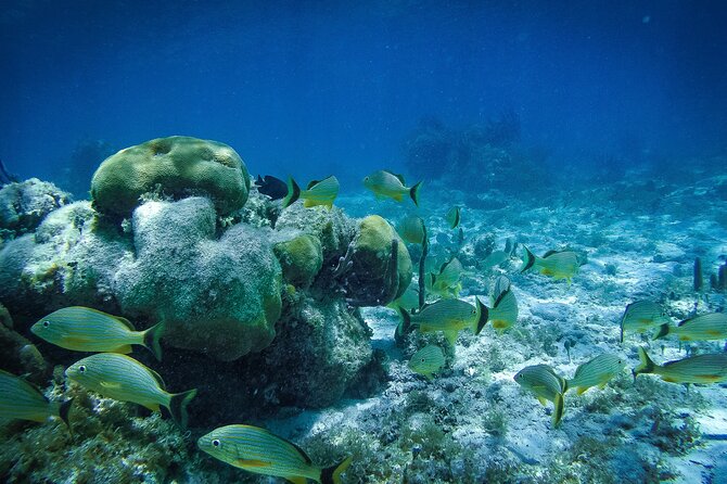 Reef Snorkel In National Park In Puerto Morelos With Lunch And Transportation - Booking tips to make your day smoother