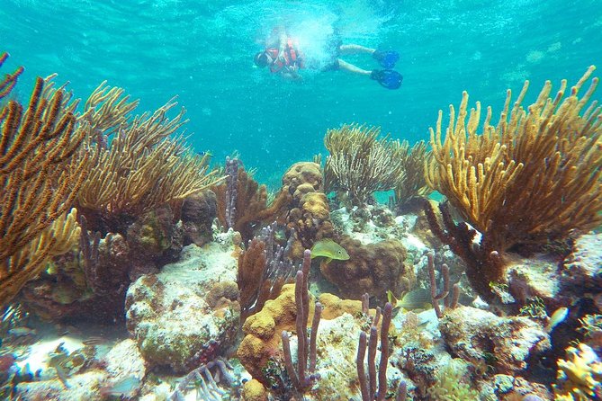 Reef Snorkeling in National Park from Cancun with Beachside Lunch - What to Pack (and What to Skip) for Reef-Safe Snorkeling