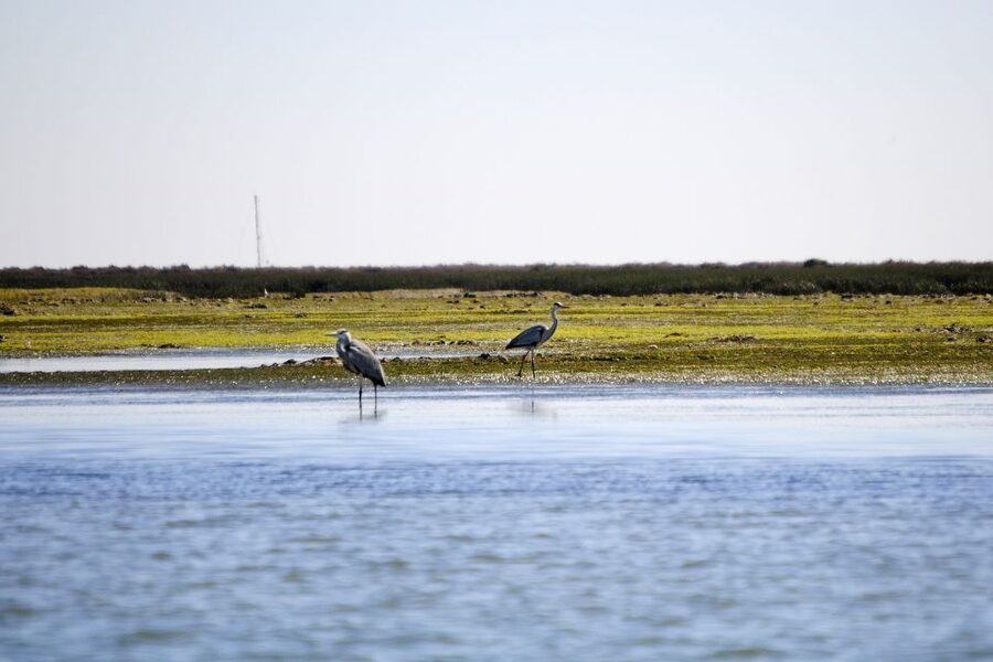 Ria Formosa National Park: Kayak Trip - Duration and Flow: A Calm 2 Hours That Still Feels Like an Adventure