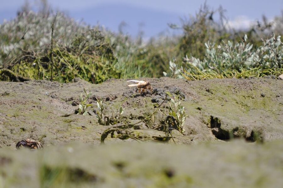 Ria Formosa National Park: Kayak Trip - Key Highlights You’ll Feel on the Water