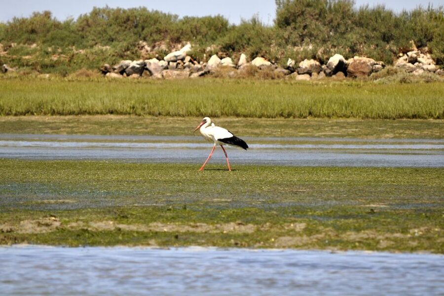 Ria Formosa National Park: Kayak Trip - Getting Into the Marshes: What the Protected Park Feels Like