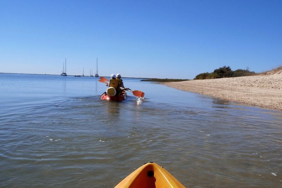 Ria Formosa National Park: Kayak Trip - The Wildlife Moment: Birds and Sea Life You Can Actually Spot