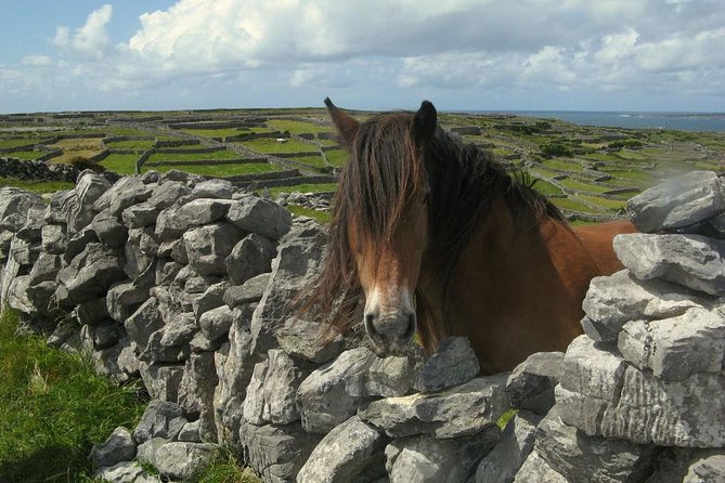 Ring of Kerry Day Tour from Cork: Including Killarney National Park - Waterville Beach: Where Charlie Chaplin Left a Mark