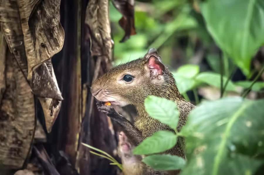 Rio de Janeiro: Tijuca National Park & Botanic Garden Tour - Tijuca National Park: why this rainforest feels like a Rio cheat code