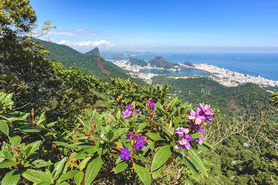 Rio de Janeiro: Tijuca National Park & Botanic Garden Tour - Getting in and out: the real-world logistics that affect your experience