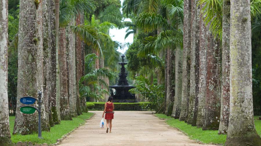 Rio de Janeiro: Tijuca National Park & Botanic Garden Tour - Price and value: $65 for 4 hours, and what that covers
