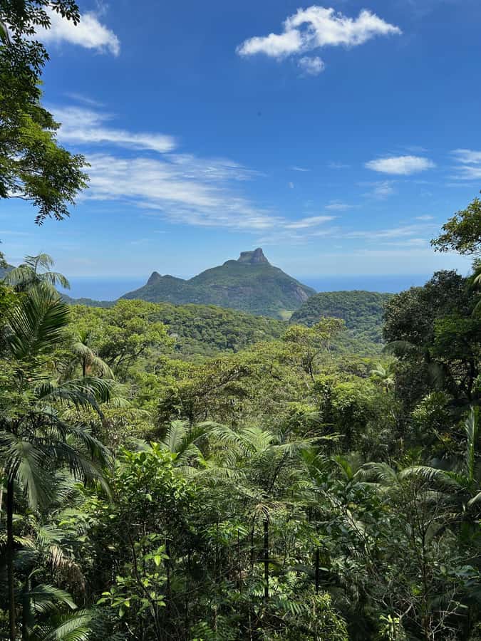 Rio de Janeiro: Tijuca National Park Tour - Quick take: what makes this Tijuca tour special