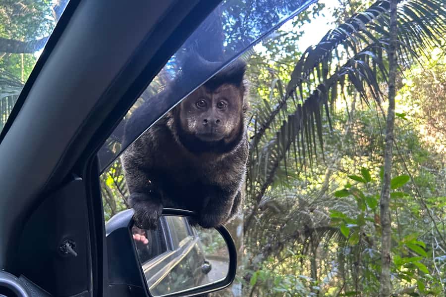 Rio de Janeiro: Tijuca National Park Tour - Rio to Tijuca: the morning drive that sets the mood
