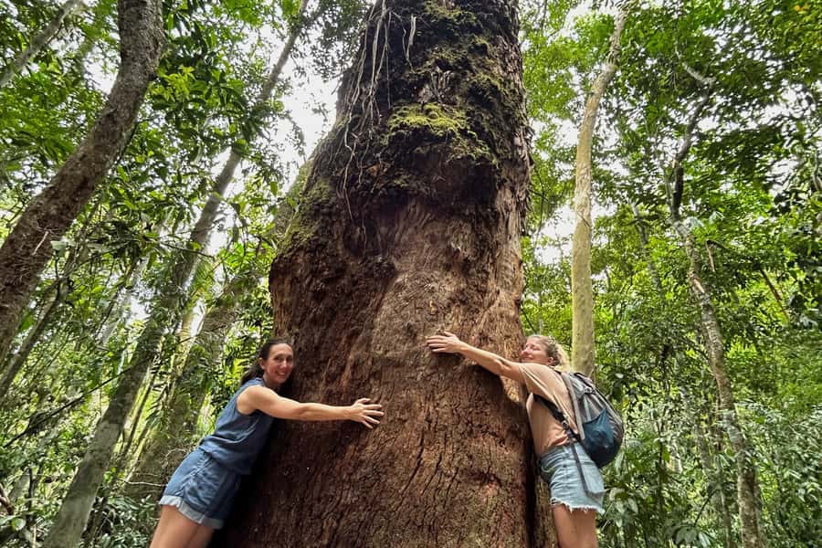 Rio de Janeiro: Tijuca National Park Tour - Tijuca Rainforest walk (about 08:15–12:15): what you actually see