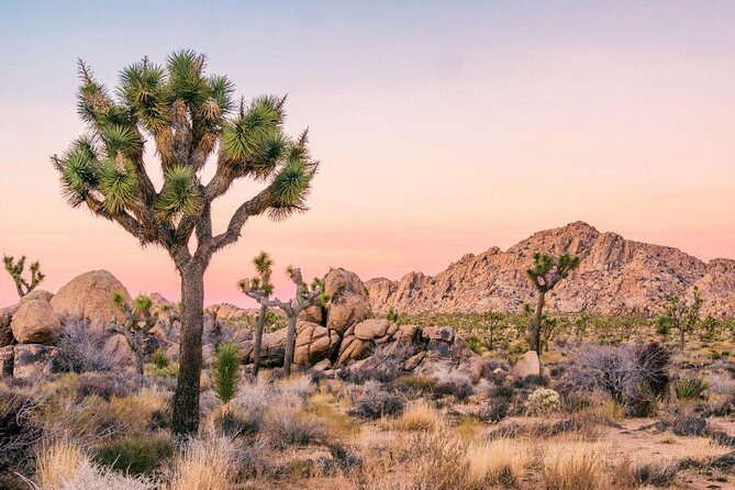 Rock Climbing Trips in Joshua Tree National Park (4 Hours) - Who This Tour Fits Best (and Who Might Want to Think Twice)