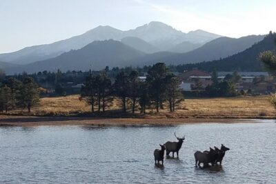 Rocky Mountain National Park and Estes Park Tour from Denver Winter and Spring - Beaver Meadows and Moraine Park: the elk-meadow setup