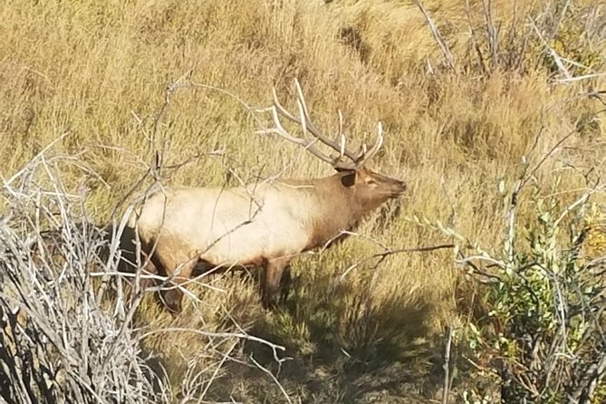 Rocky Mountain National Park and Estes Park Tour from Denver Winter and Spring - Horseshoe Park and Sheep Lakes: wildlife spotting with a river guide