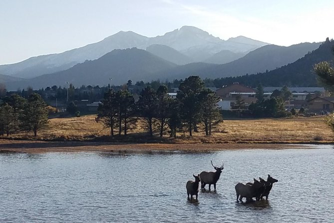 Rocky Mountain National Park and Estes Park Tour from Denver Winter and Spring - Beaver Meadows and Moraine Park: the elk-meadow setup
