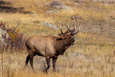 Rocky Mountain National Park Hike - A 4–5 Mile Moderate Hike With Big Alpine Views