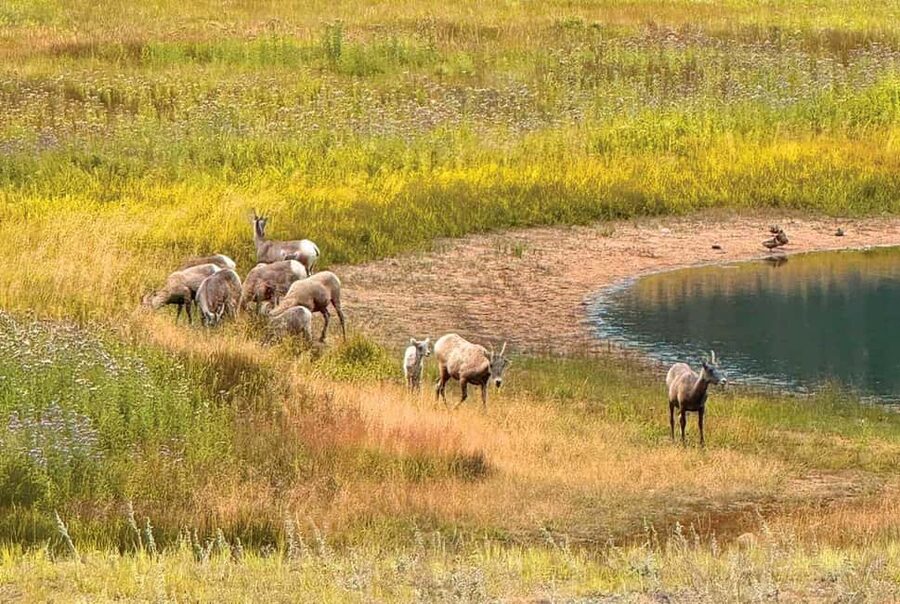 Rocky Mountain National Park Hike - Packed Lunch and Photo Stops: Downtime That Feels Worth It
