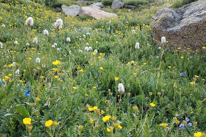 Rocky Mountain National Park in Summer Tour from Denver - Alpine Visitor Center and the 360-degree stop