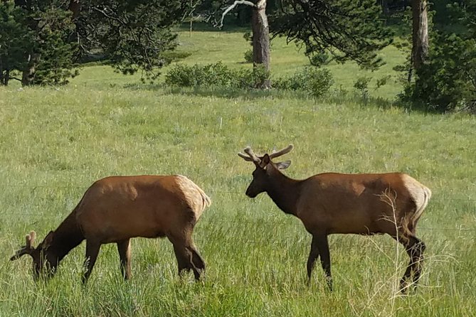 Rocky Mountain National Park in Summer Tour from Denver - Exiting through Beaver Meadows and landing in Estes Park