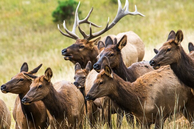 Rocky Mountain National Park - Private Hiking Tour - Inside the park: an easy/moderate 4-mile hike with wildlife chances