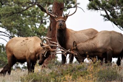 Rocky Mountain National Park - Private Sightseeing Tour - Trail Ridge Road: the high-altitude drive that turns heads