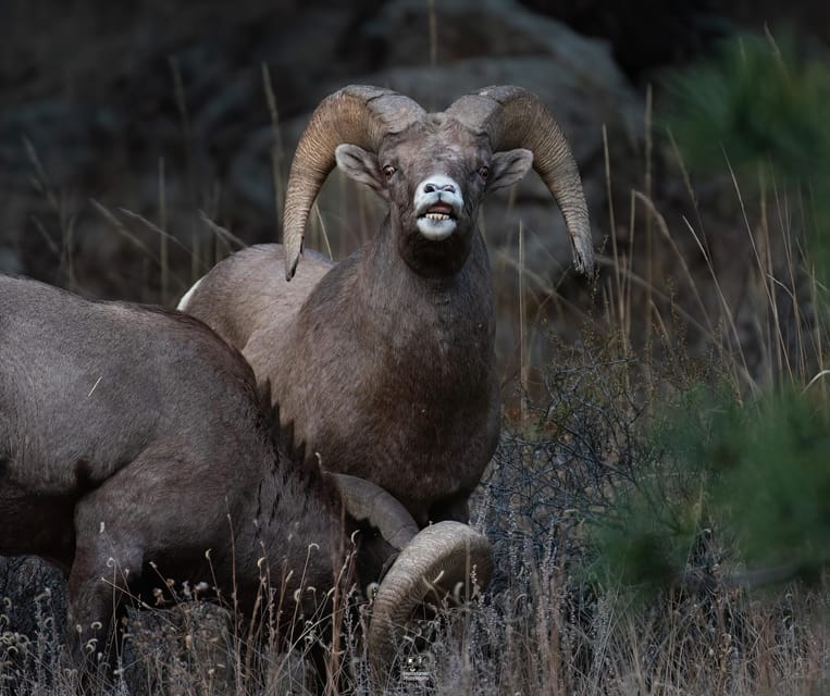 Rocky Mountain National Park: Private Wildlife Hiking Tour - Quick reasons this tour works