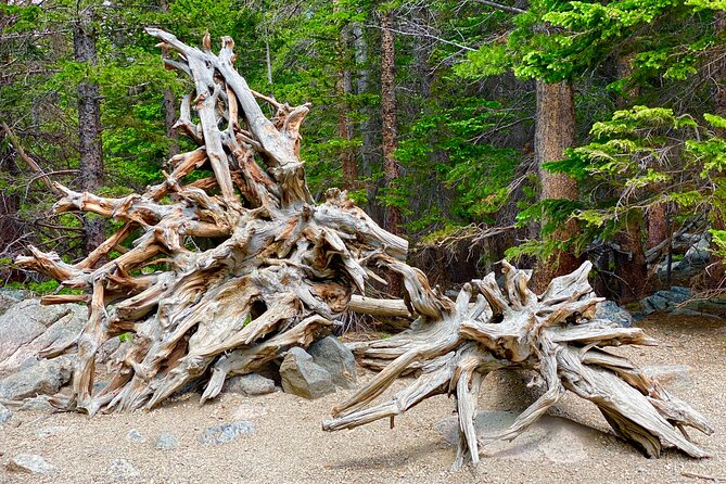 Rocky Mountain National Park Tour from Denver - Stanley Hotel Area and Estes Park: The Shining Stop Meets Mountain Town Life