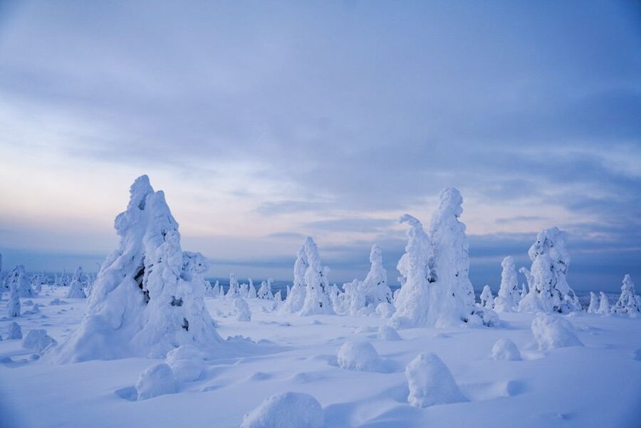 Rovaniemi: Riisitunturi National Park Day Trip with Lunch - The winter walk: snowshoes, photo stops, and “snow giant” spotting