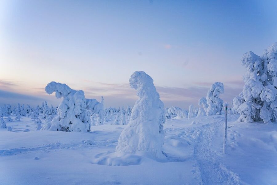 Rovaniemi: Riisitunturi National Park Day Trip with Lunch - Pickup logistics in Rovaniemi: where you actually start