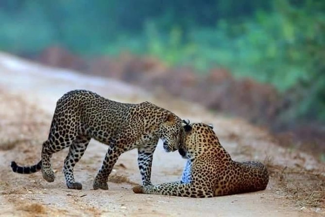 Safari at Wilpattu National Park from Negombo (All inclusive day tour) - Why Wilpattu National Park works so well for wildlife and birds