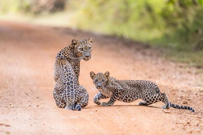 Safari at Wilpattu National Park from Negombo (All inclusive day tour) - Negombo hotel pickup and the 12–14 hour rhythm