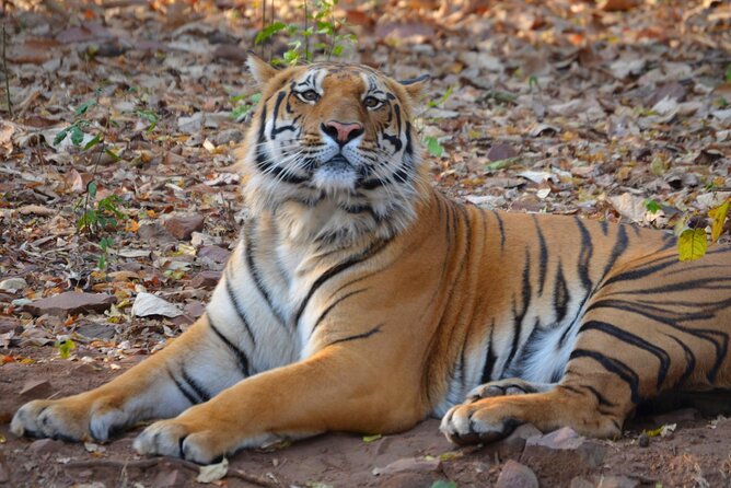 Safari in Pench National Park - Key highlights at a glance