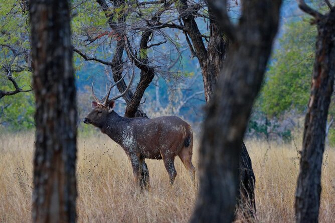 Safari in Pench National Park - Who this safari suits best