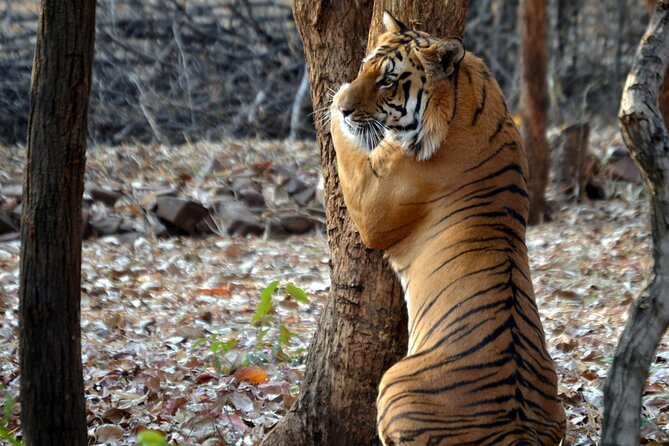 Safari in Pench National Park - Day 2: Two jeep safaris, when sightings actually stack up