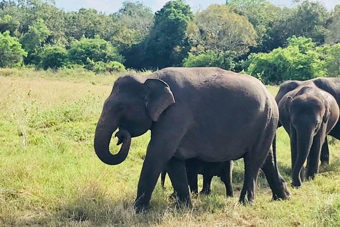Safari Tour at Minneriya National Park - Key things that make this safari work