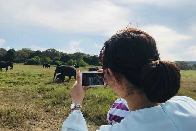 Safari Tour at Minneriya National Park - Minneriya vs Kaudulla: why your elephant scene can change