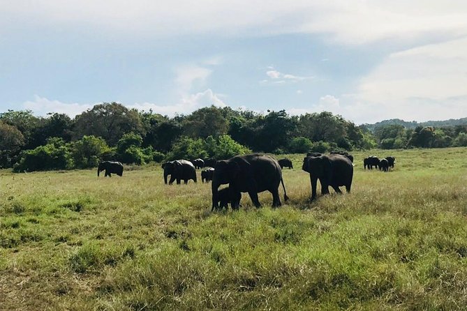 Safari Tour at Minneriya National Park - What you’re really chasing in Minneriya: herds, behavior, and close-up moments