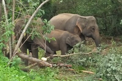 Safari Tour at Minneriya National Park - The 4WD jeep safari flow from Sigiriya: timing that fits real life
