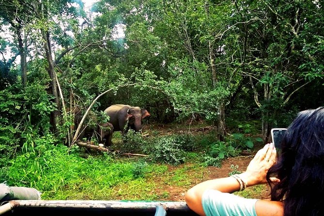 Safari Tour at Minneriya National Park - Your guide and the value of good local driving