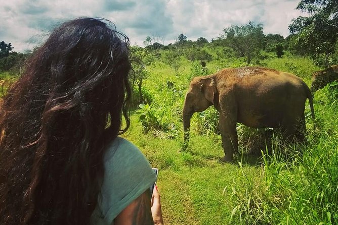 Safari Tour at Minneriya National Park - How to plan your day around this safari