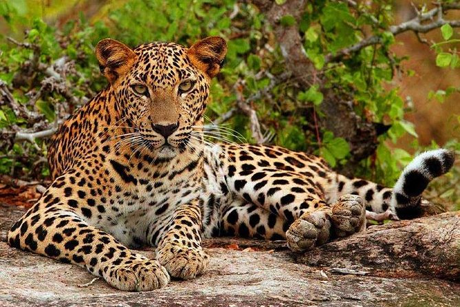 Safari Tour Yala National Park - 2 nights 3 days - Setting off from Colombo: the drive timing that shapes your trip