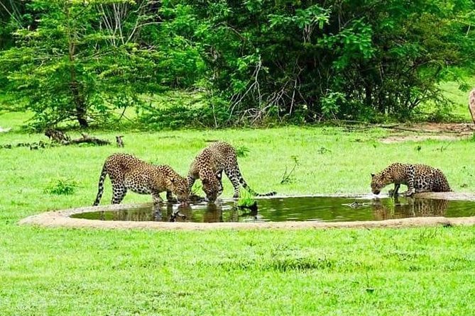 Safari Tour Yala National Park - 2 nights 3 days - The “in-between” magic: birding, owls and bats, plus two ancient temples