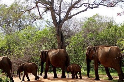 Safari Tour Yala National Park - 2 nights 3 days - Yala National Park by 4x4 jeep: how the slow style helps