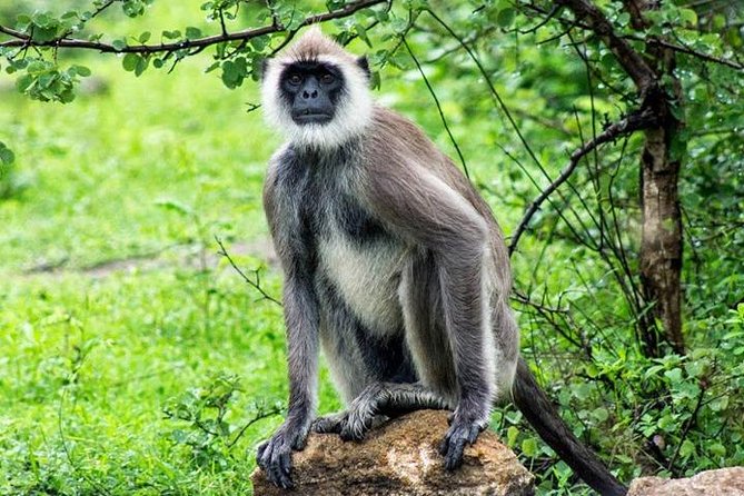 Safari Tour Yala National Park - 2 nights 3 days - Day 3 coastal sprint: blow hole, Dondra Lighthouse, and Galle Dutch Fort