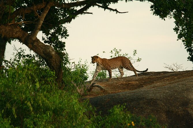 Safari Tour Yala National Park - 2 nights 3 days - Moonstone mine, Madu River boat ride, and Kosgoda turtles: the nature mix that’s not a jeep