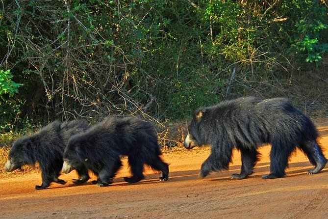 Safari Tour Yala National Park - 2 nights 3 days - Price and value for $565.25: what’s included, what you’ll still pay