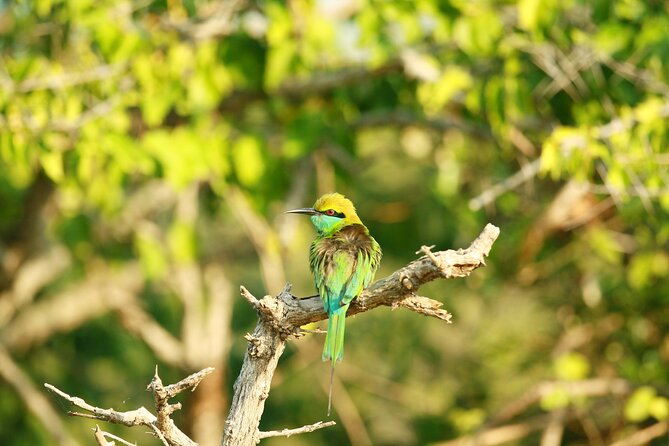 Safari Tour Yala National Park - 2 nights 3 days - Who this tour suits best (and who should rethink it)