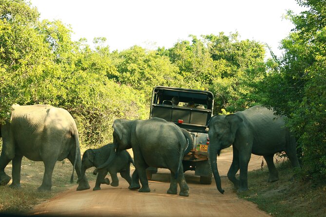 Safari Tour Yala National Park - 2 nights 3 days - Practical tips to make the experience smoother