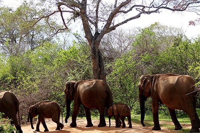 Safari Tour Yala National Park - 2 nights 3 days - Yala National Park by 4x4 jeep: how the slow style helps