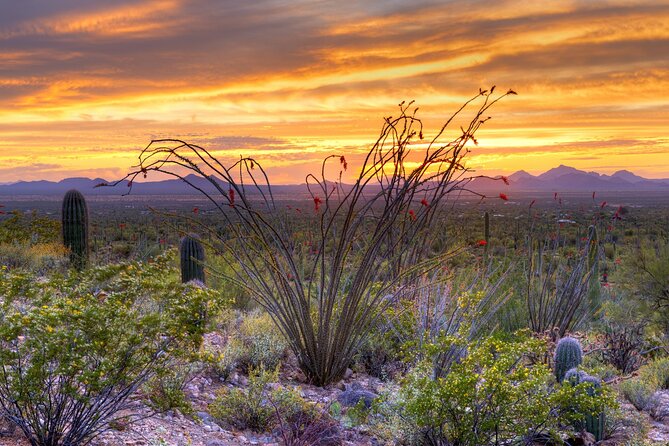 Saguaro National Park Self-Guided Driving Audio Tour - Offline-First Setup: The One Thing You Should Not Skip